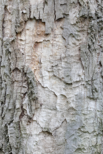 Old oak coarse bark texture