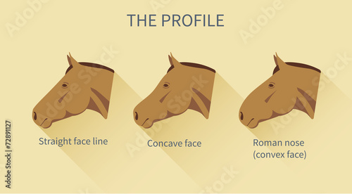 various face lines of a horse with description