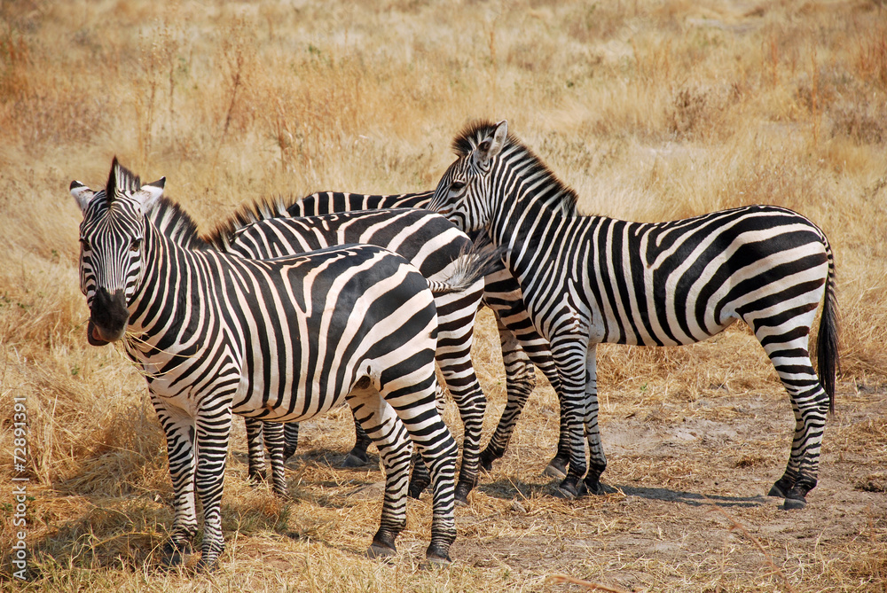 Fototapeta premium One day of safari in Tanzania - Africa - Zebras