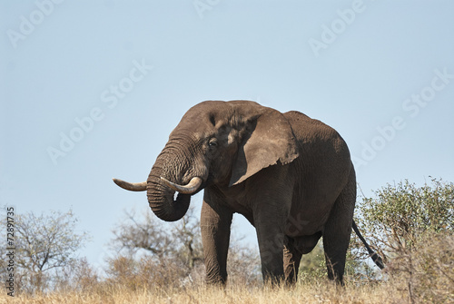 Large male elephant walking in the savannah