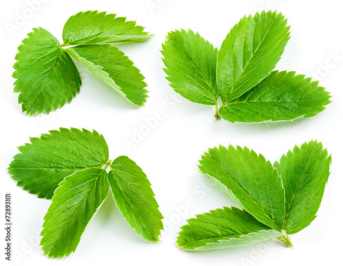 Strawberry leaves isolated on white background