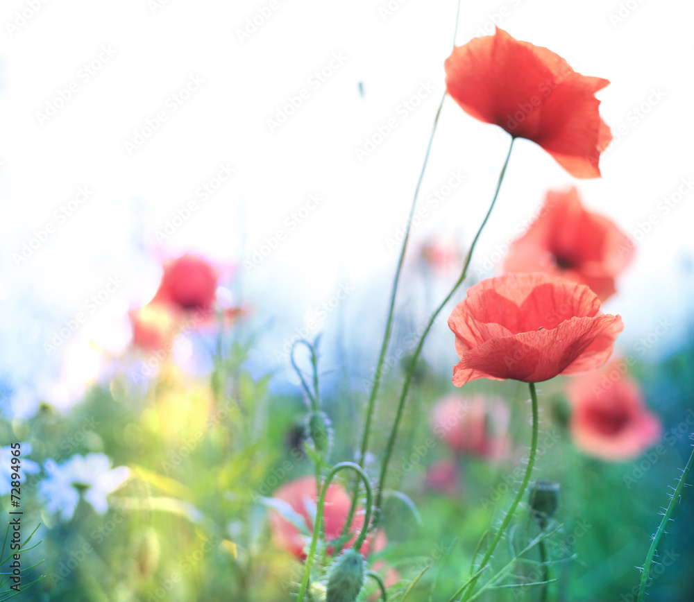 Naklejka premium Poppy flower
