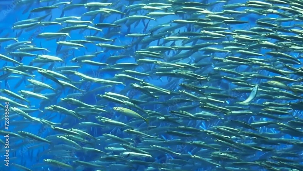 Fisch Schwarm