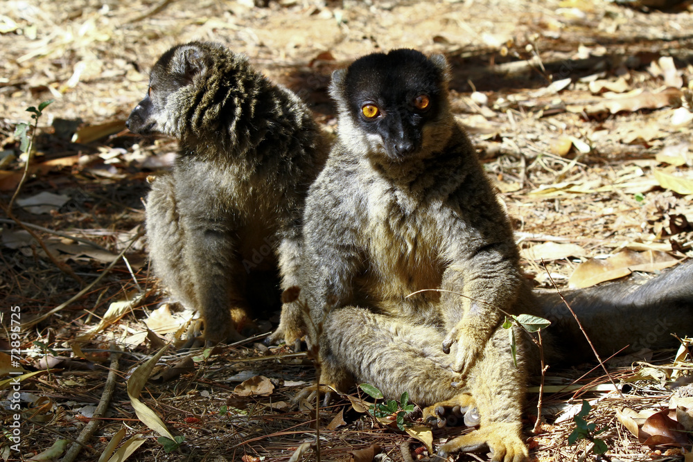 Fototapeta premium Brown Lemur (Eulemur fulvus fulvus), madagascar
