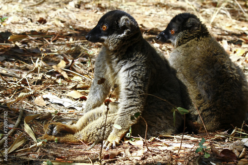 Brown Lemur (Eulemur fulvus fulvus), madagascar © dr322