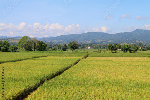 ridge in the meadow 3