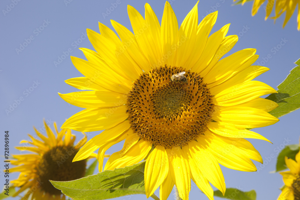Sunflower Closeup Sunflower Closeup