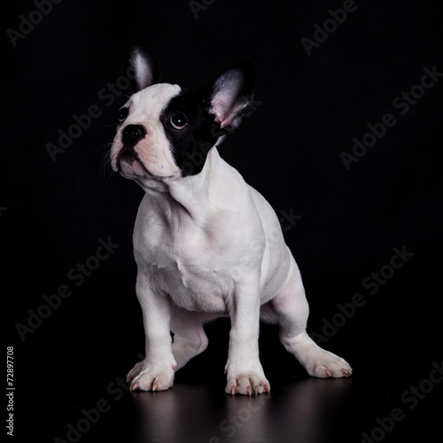 Puppy of french bulldog on black background