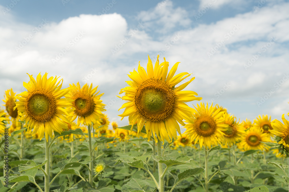 sunflower field and cloudy sky sunflower field and cloudy sky