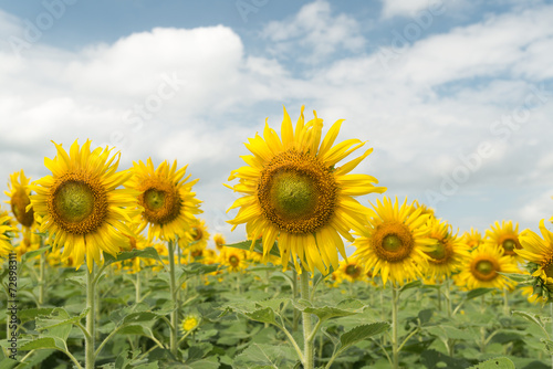 sunflower field and cloudy sky