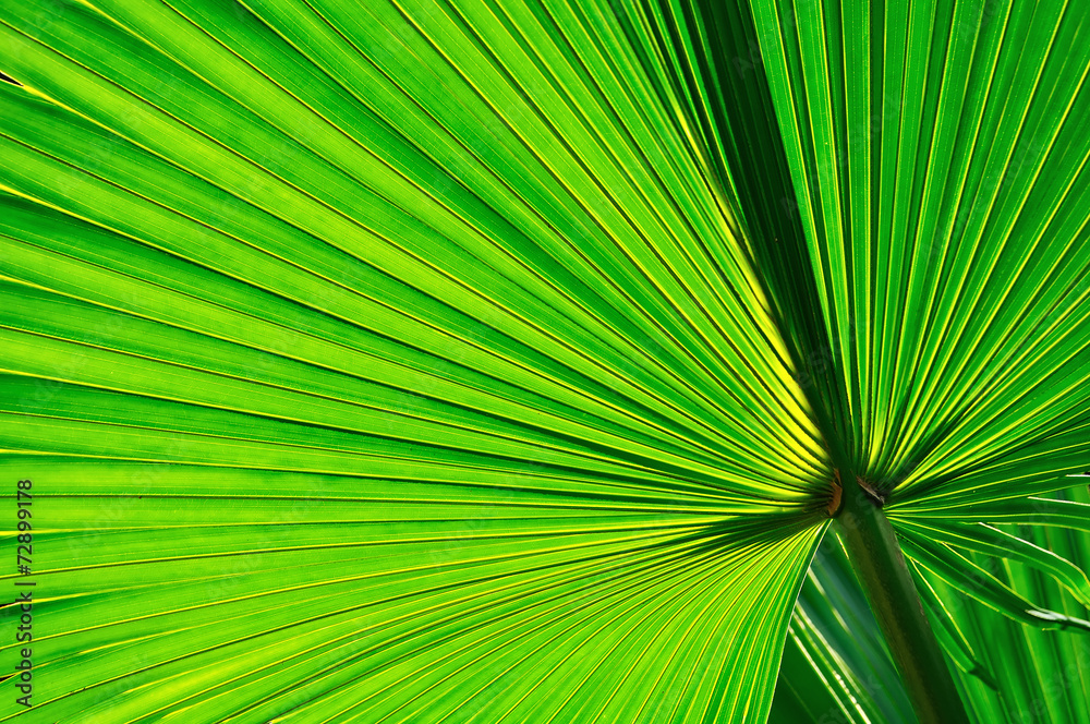 Palm leaf texture Palm leaf texture