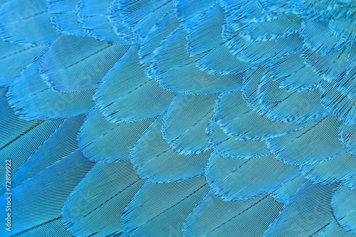 Closeup feather blue and gold Macaw ,Background