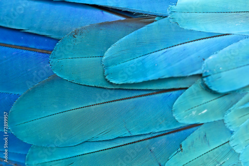 Closeup feather blue and gold Macaw ,Background
