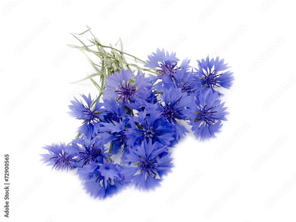 bouquet of cornflowers bouquet of cornflowers