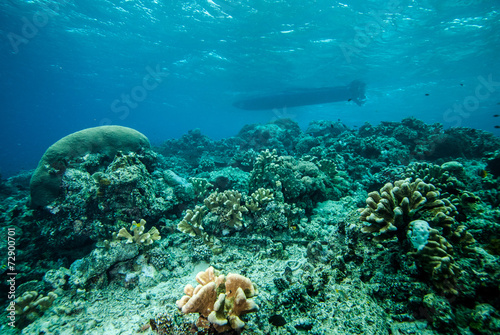 Various coral reefs in Derawan, Kalimantan underwater photo
