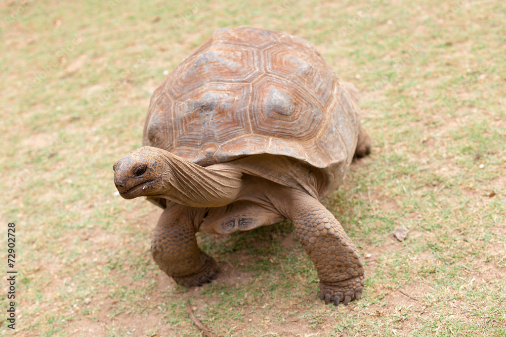 Naklejka premium tortue géante d'Aldabra, anse Quitor, Rodrigues