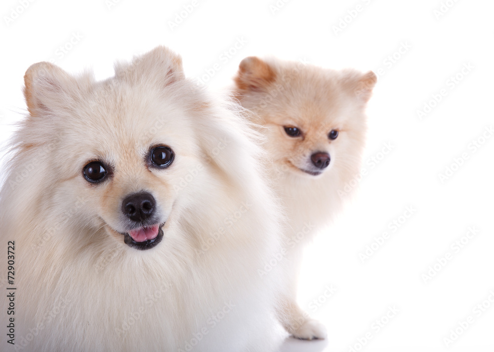 Obraz premium white pomeranian dog close up face