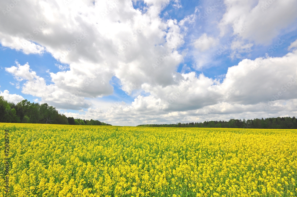 Field and sky