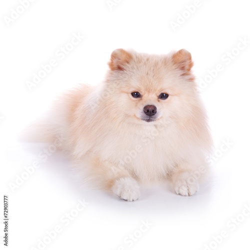 Wallpaper Mural white pomeranian puppy dog Torontodigital.ca