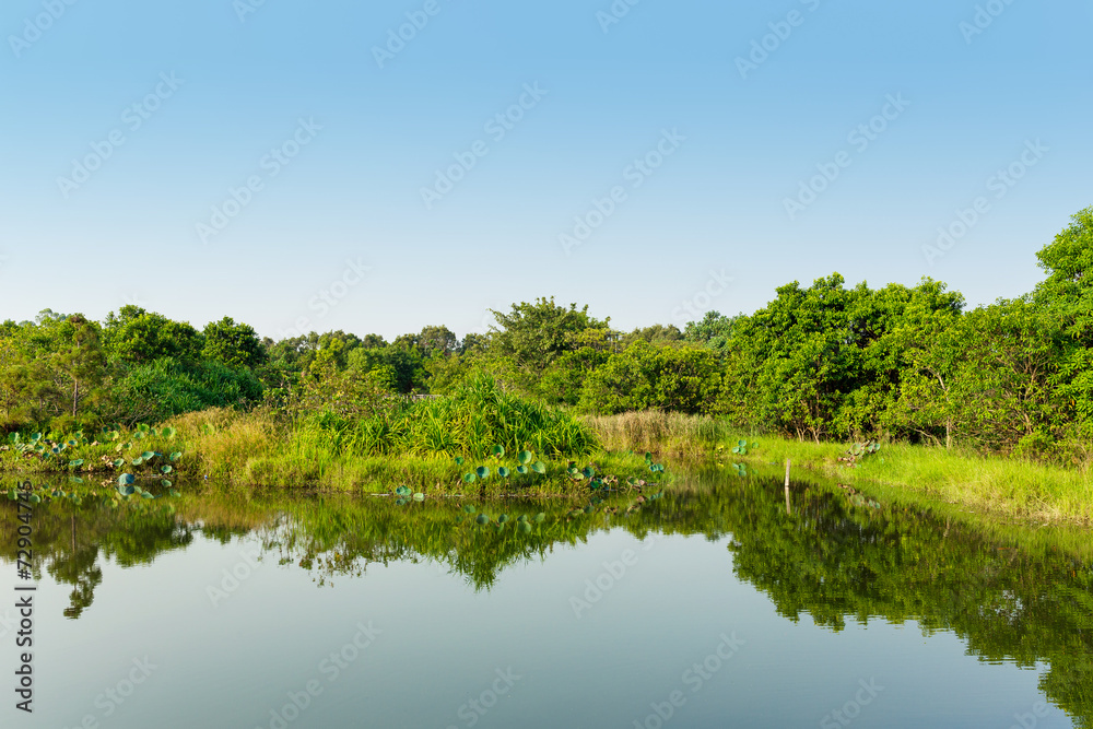 Wetland with blue sky