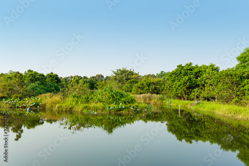 Wetland with blue sky