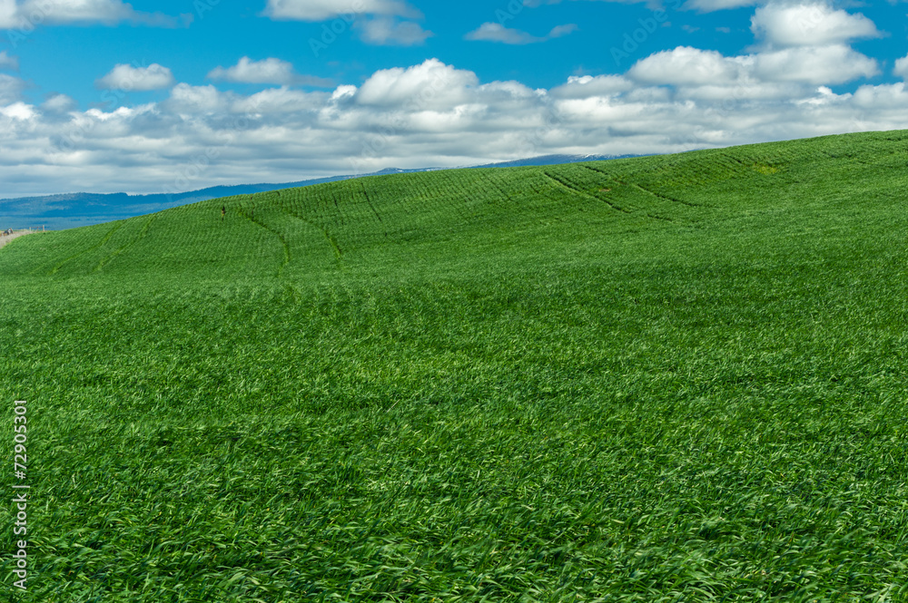 Fototapeta premium Rolling farm field of green wheat