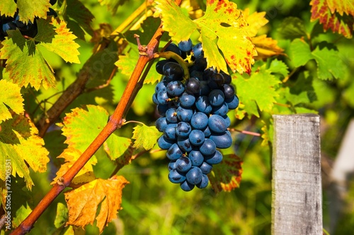 Red bunches of grape in the vineyard