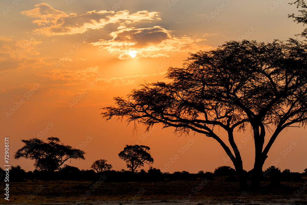 African sunset with tree in front