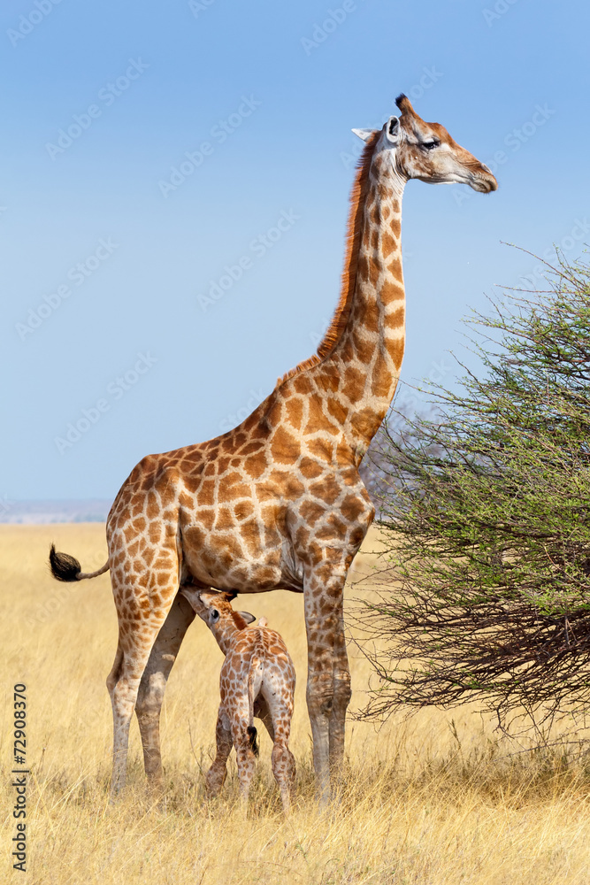 Naklejka premium adult female giraffe with calf suckling breast milk