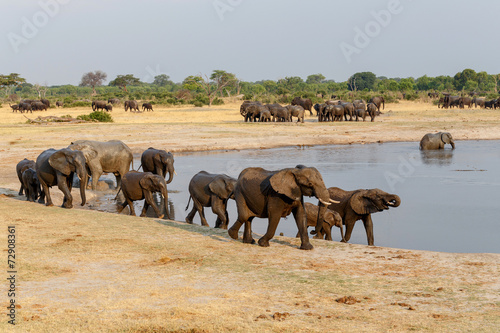 several heard of African elephants at waterhole