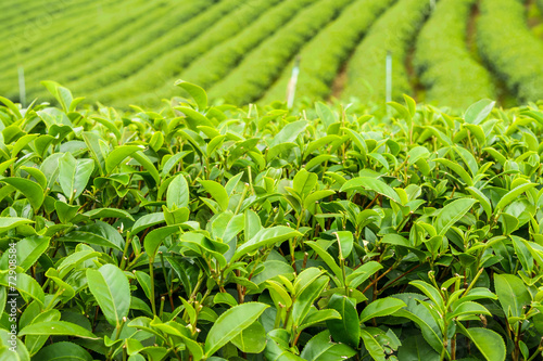 The herb tea plant or Camellia sinensis field on Mae Salong moun photo