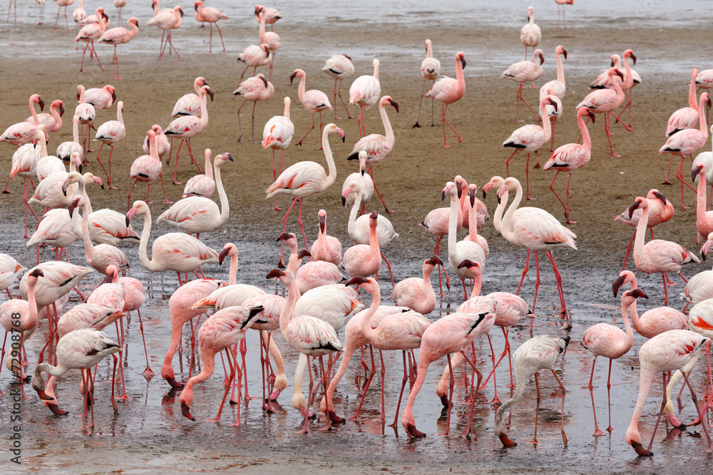 Fototapeta premium Rosy Flamingo colony in Walvis Bay Namibia