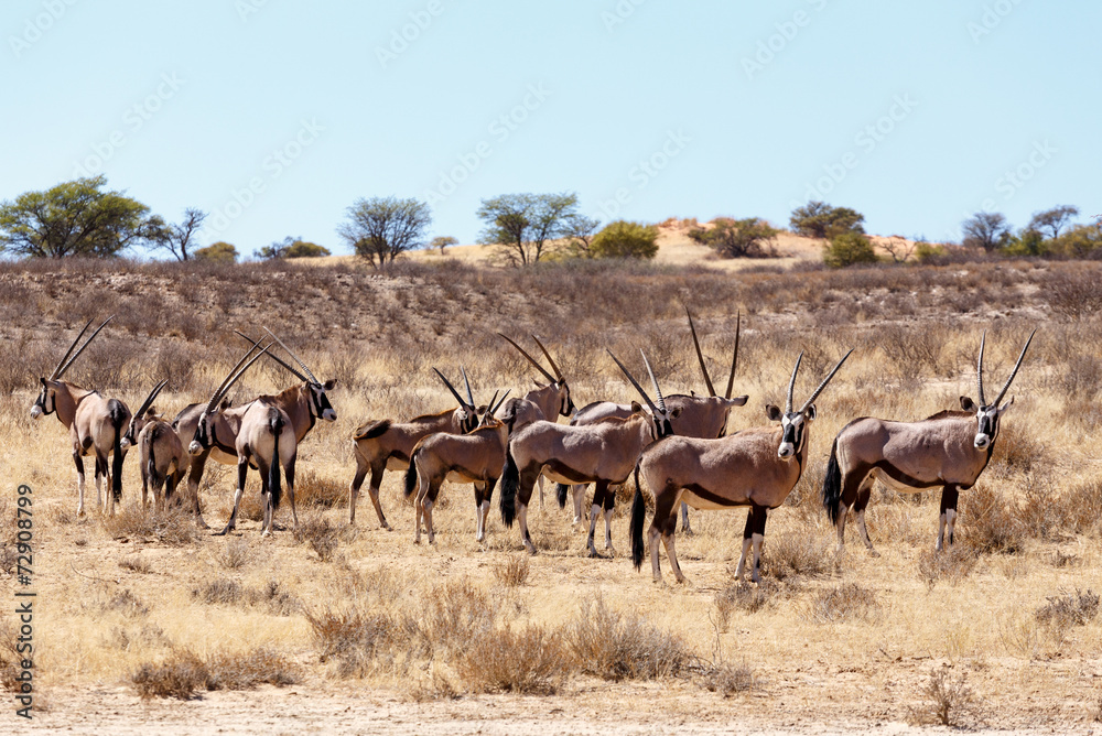 Gemsbok, Oryx gazella on sand dune Gemsbok, Oryx gazella on sand dune