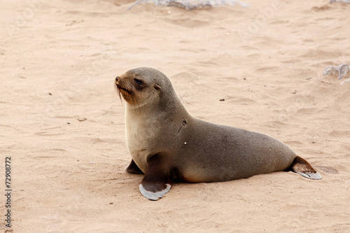 Small sea lion - Brown fur seal in Cape Cross, Namibia