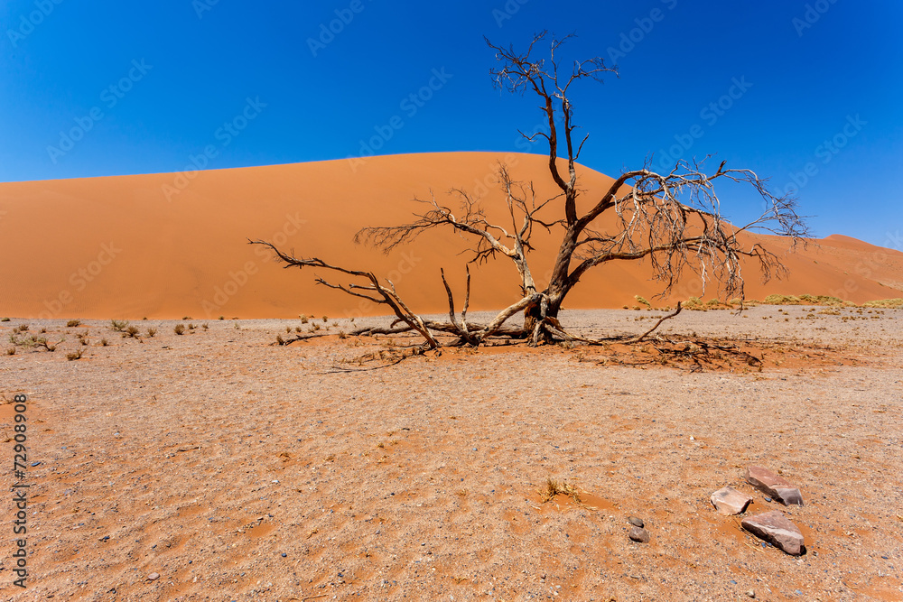 Dune 45 in sossusvlei Namibia with dead tree Dune 45 in sossusvlei Namibia with dead tree