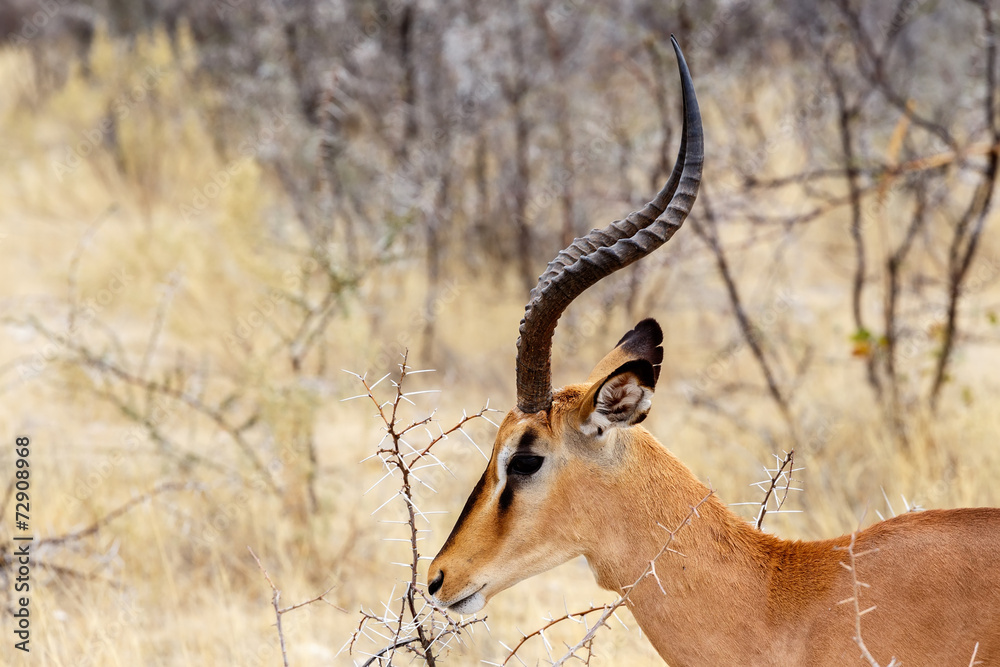 Portrait of Springbok Antidorcas marsupialis Portrait of Springbok Antidorcas marsupialis