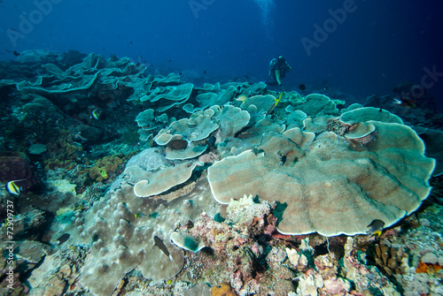 Diver and hard coral reefs in Derawan  Kalimantan underwater