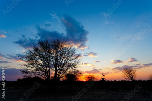 African sunset with tree in front © ArtushFoto