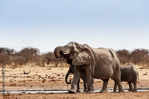 A herd of African elephants drinking at a muddy waterhole