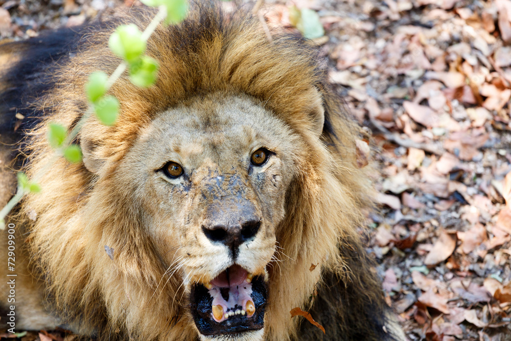 Portrait of Lion with open mouth shoving big teeth. Portrait of Lion with open mouth shoving big teeth.