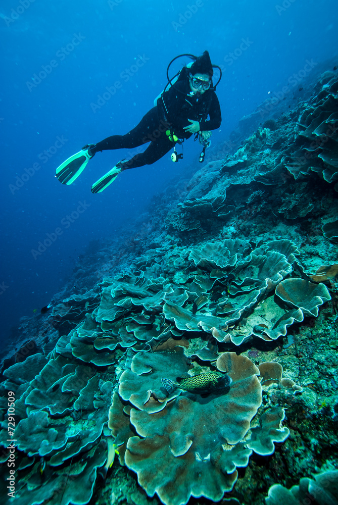 custom made wallpaper toronto digitalDiver and hard coral reefs in Derawan, Kalimantan underwater