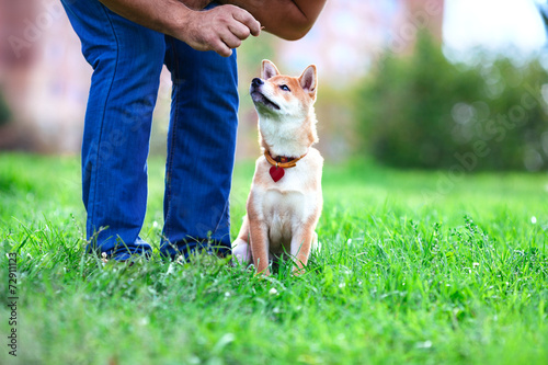 Training with dog