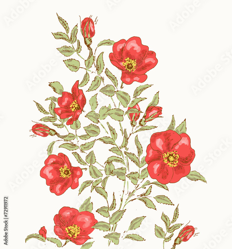 Dog rose