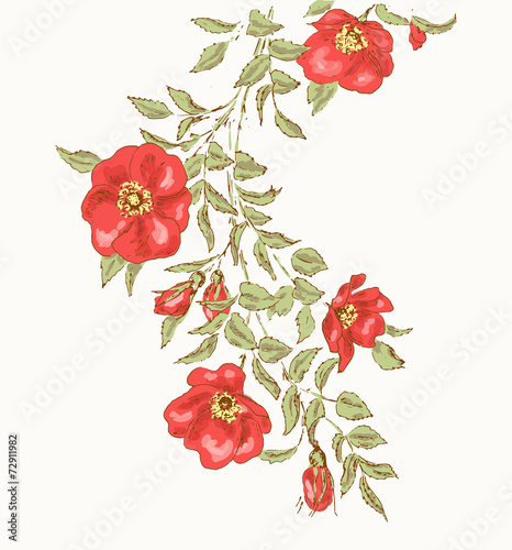 Dog rose 2