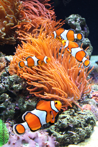 Sea anemone and clown fish #72912787