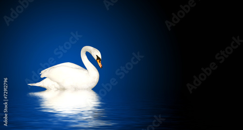 Fototapeta Naklejka Na Ścianę i Meble -  Mute swan
