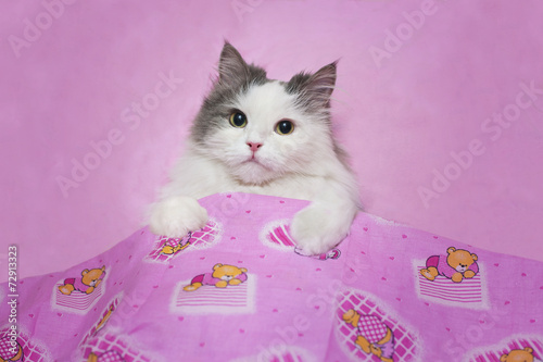 Kitten sleeping in a pink little bed