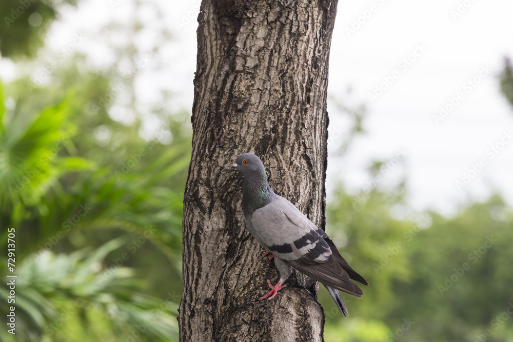 Fototapeta premium Fancy pigeon