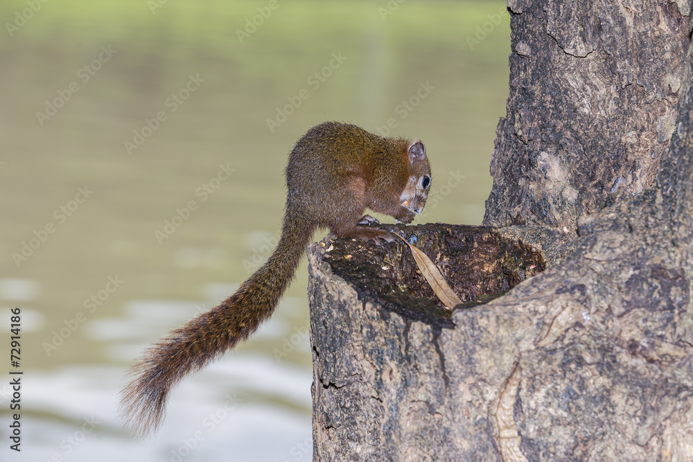 Squirrel eating on the tree