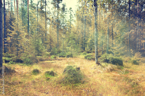 light rays fall landscape trees